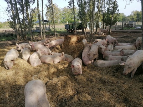 Porc Duroc élevé en plein air - Vente en ligne - L'Atelier des Mouline