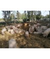 Porc Duroc élevé en plein air - Vente en ligne - L'Atelier des Mouline